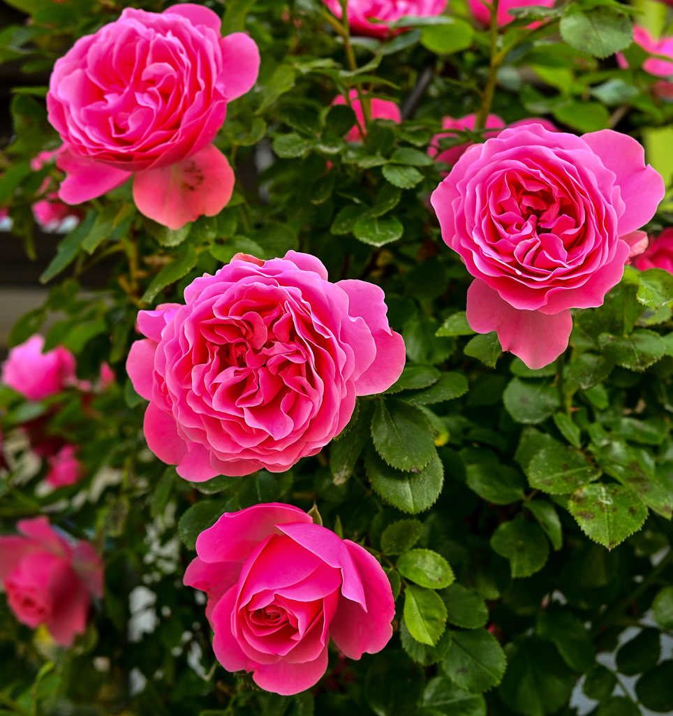 DSC_1043.jpg