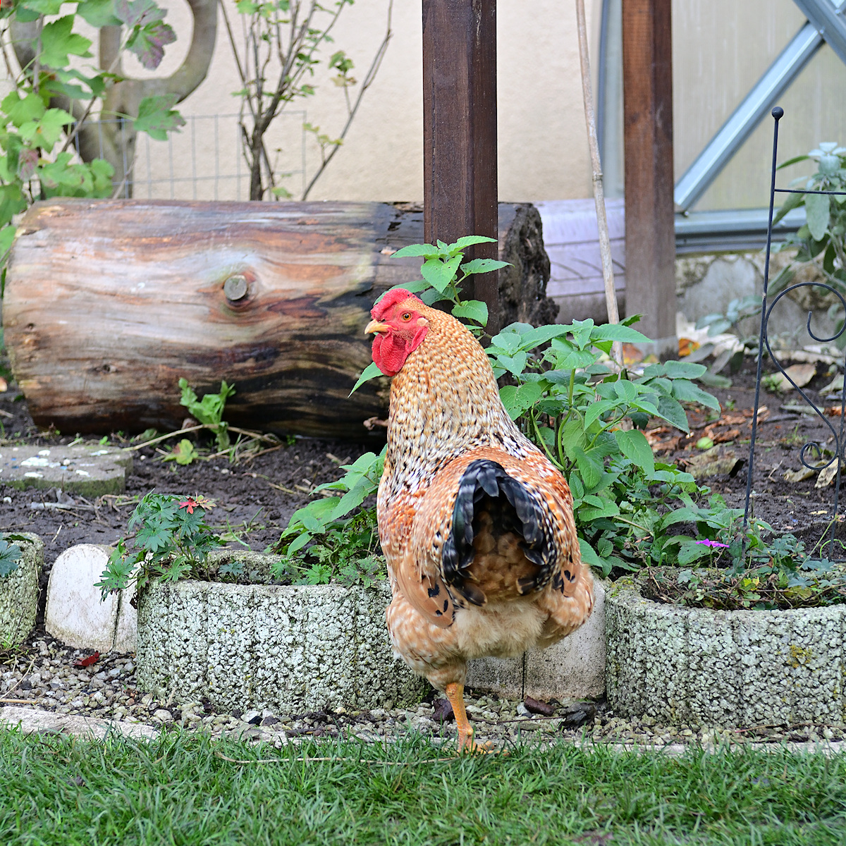 DSC_10454.jpg
