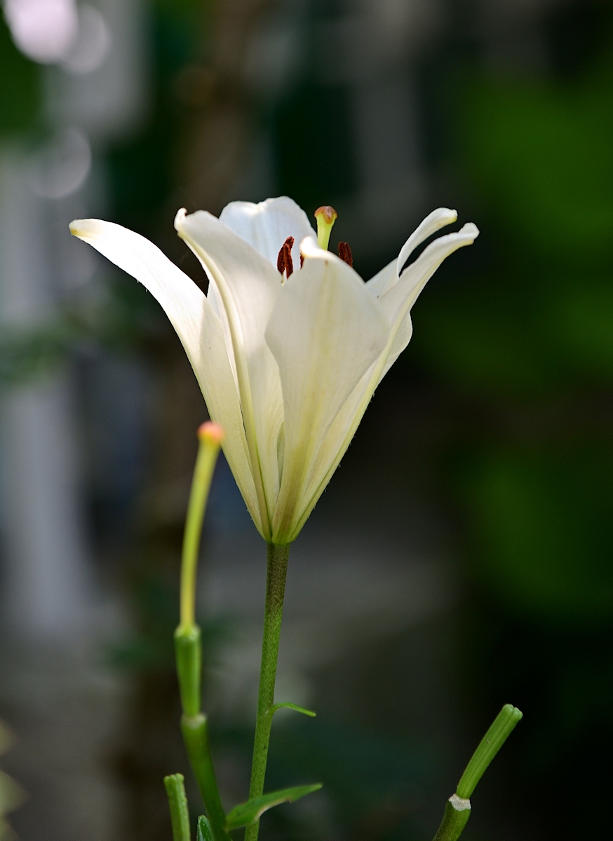 DSC_10490.jpg