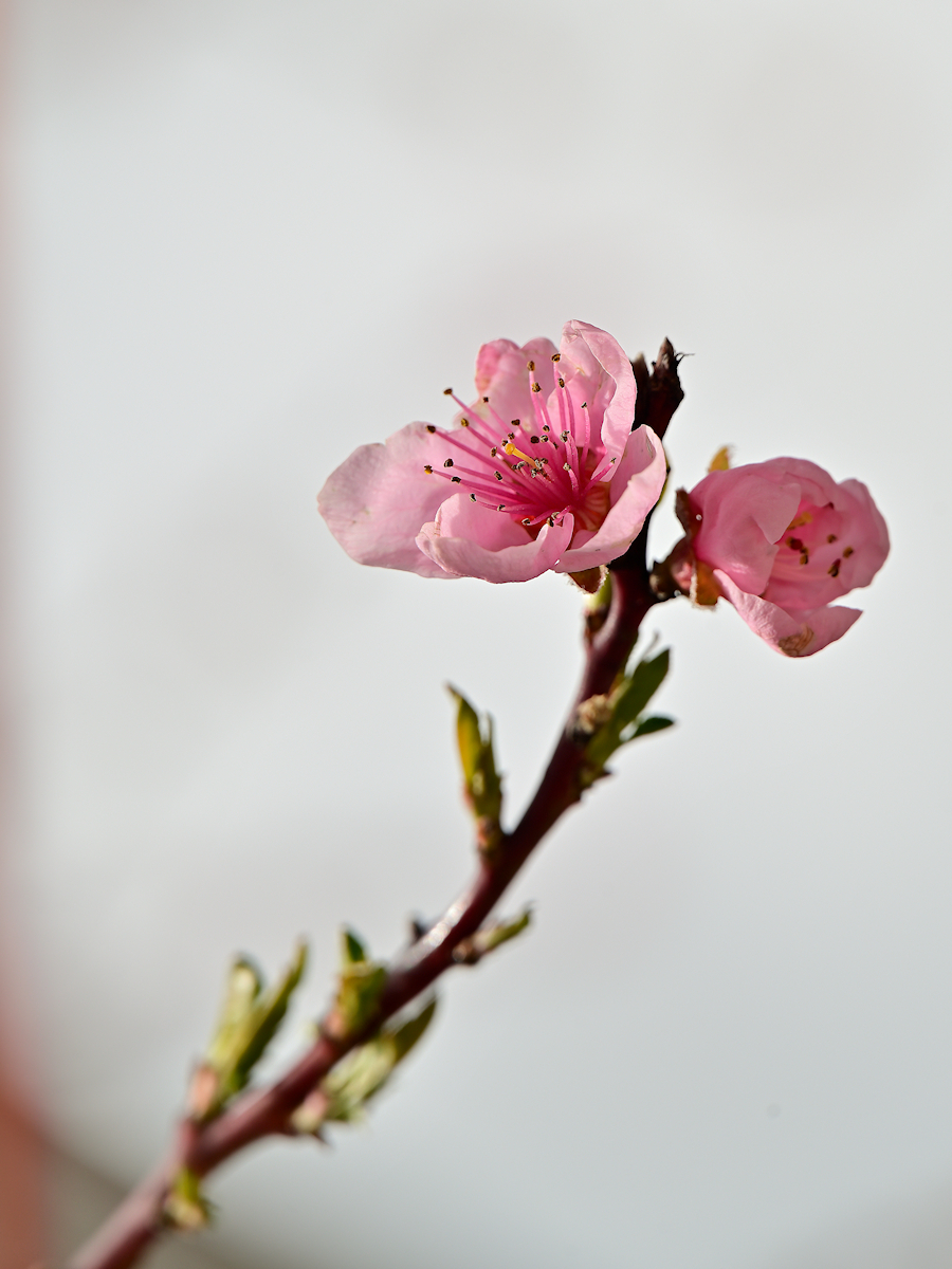 DSC_10713.jpg