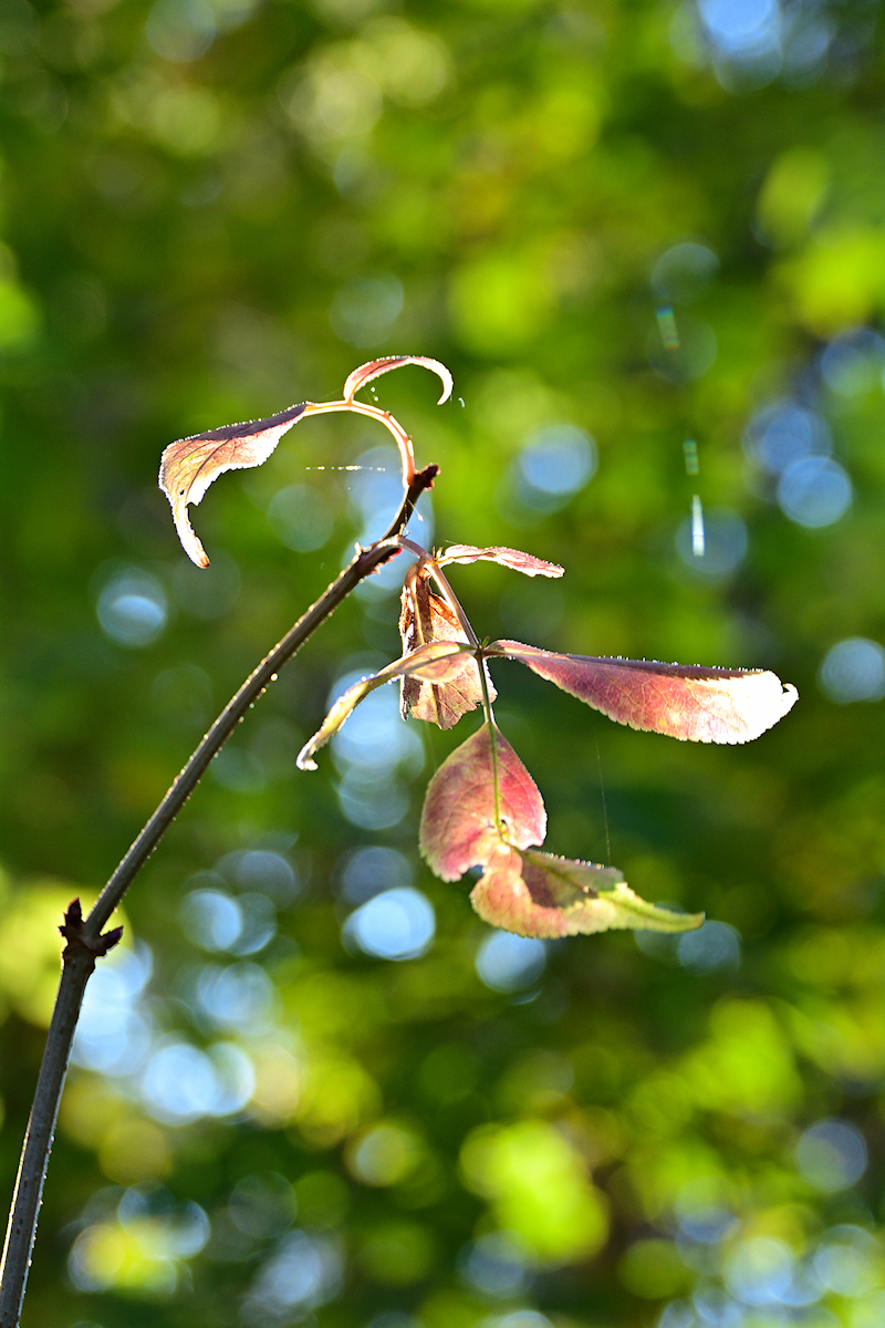 DSC_10751.jpg