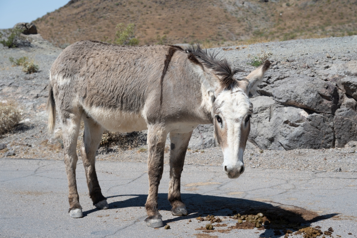 DSC_1087.jpg