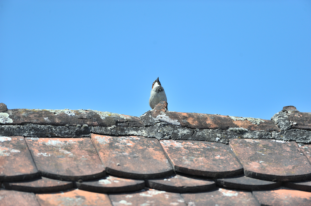 DSC_10877.jpg