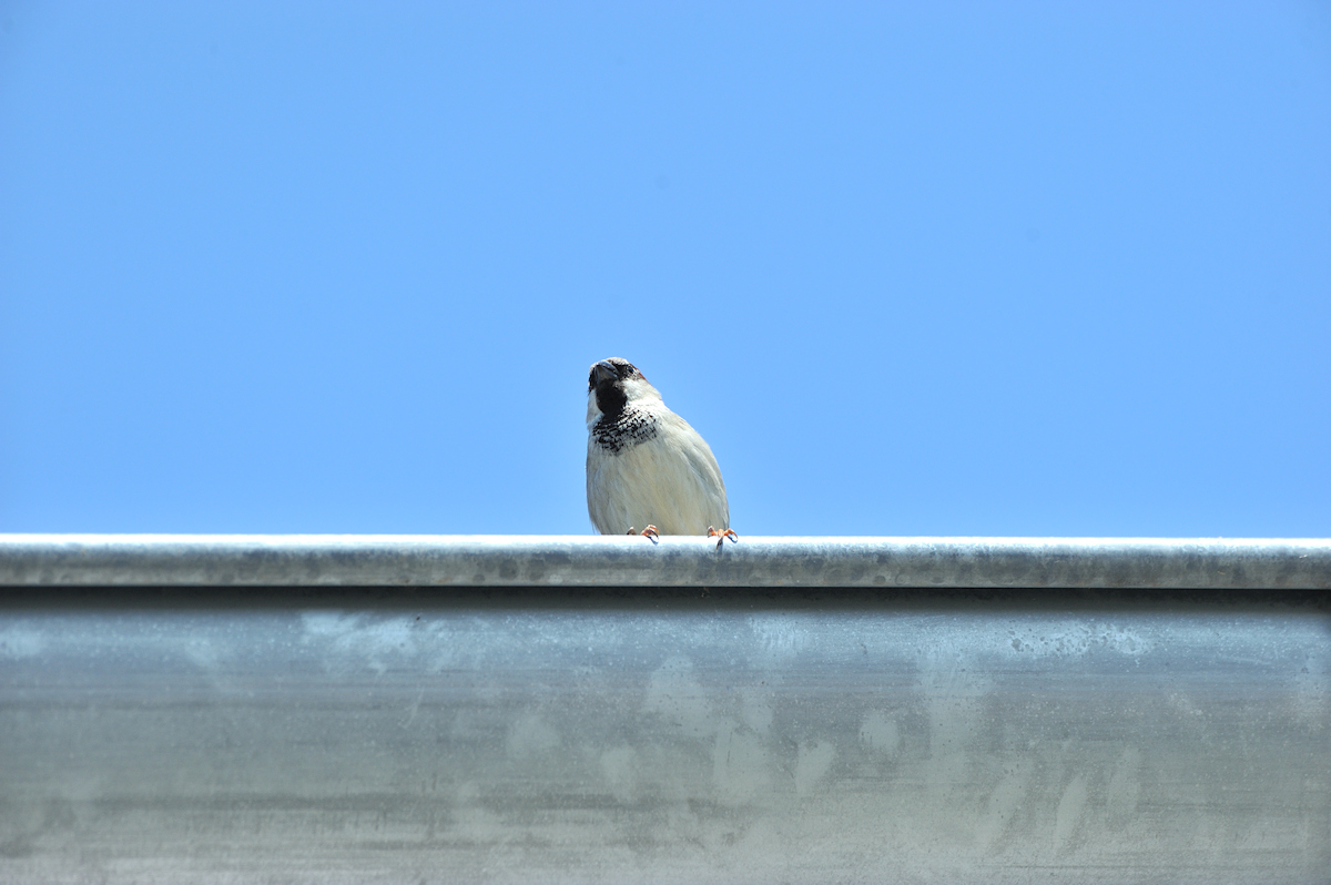 DSC_10880.jpg