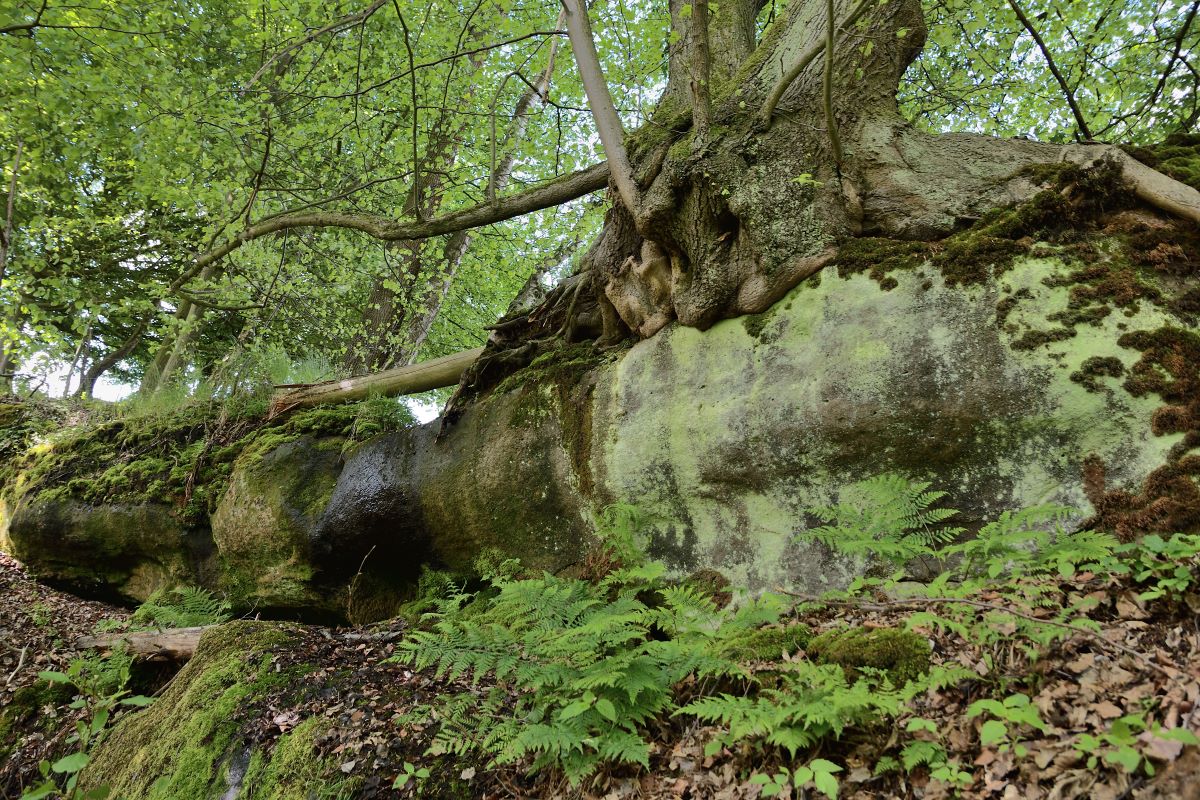 DSC_1091_00001n.jpg