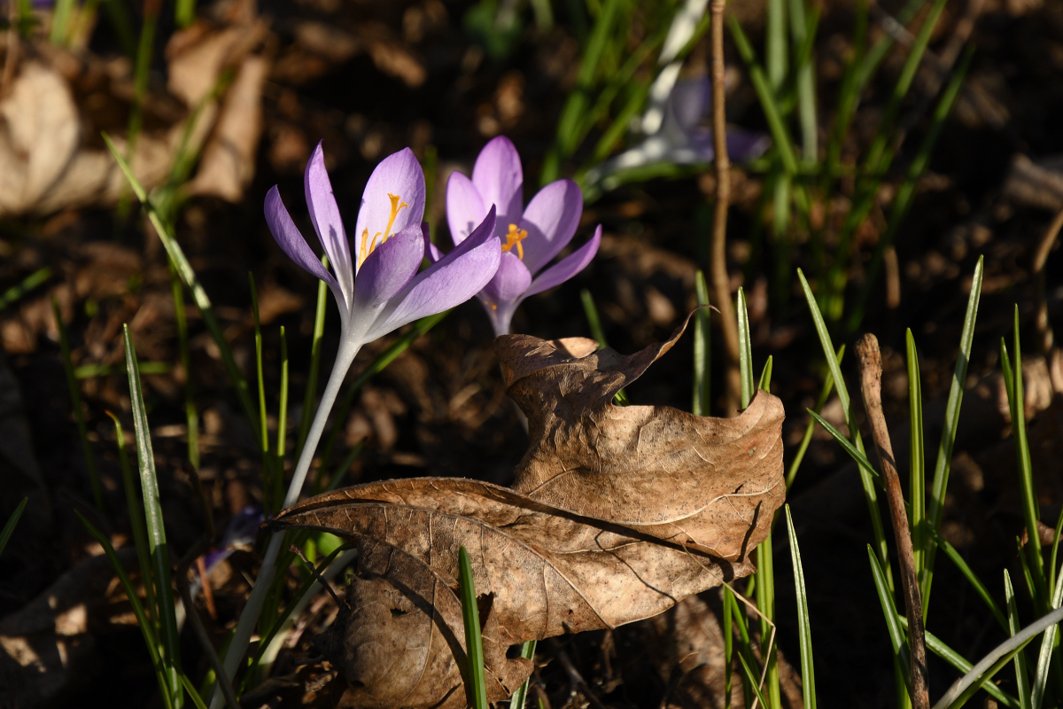 DSC_1093.JPG