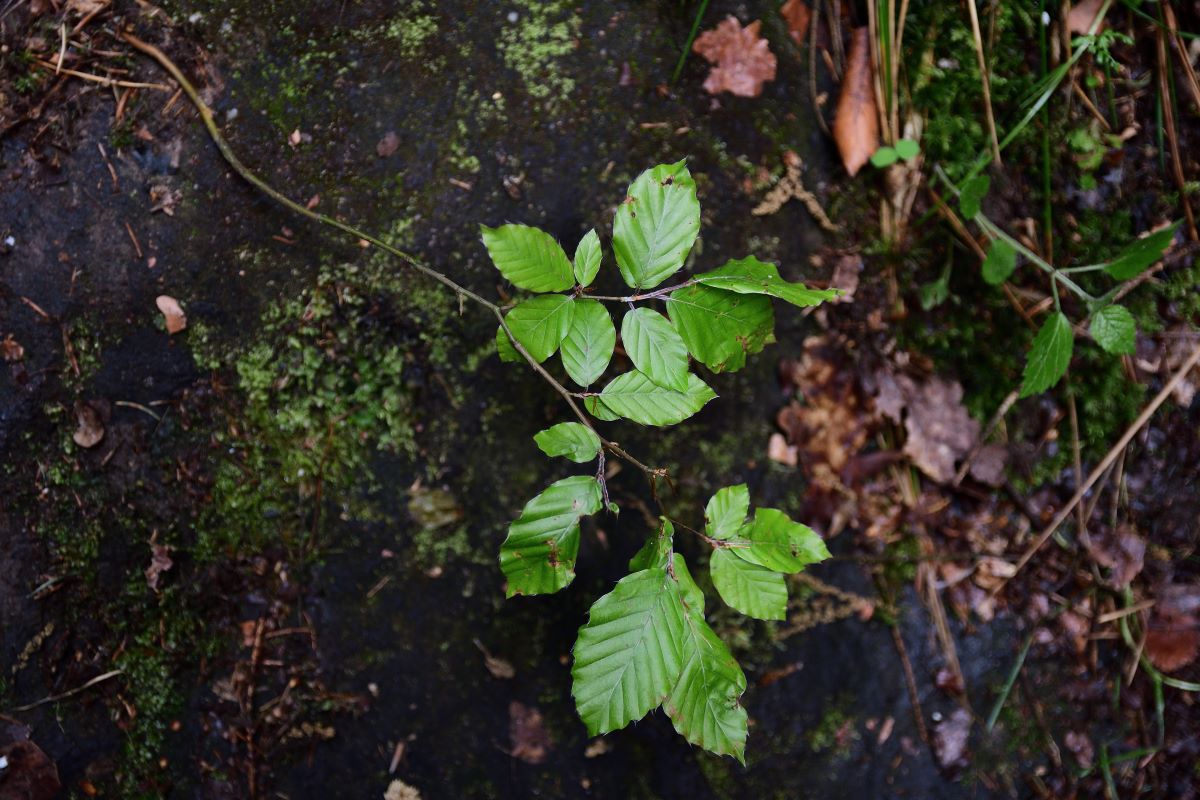 DSC_1097_00001n.jpg