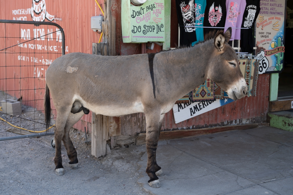 DSC_1102.jpg