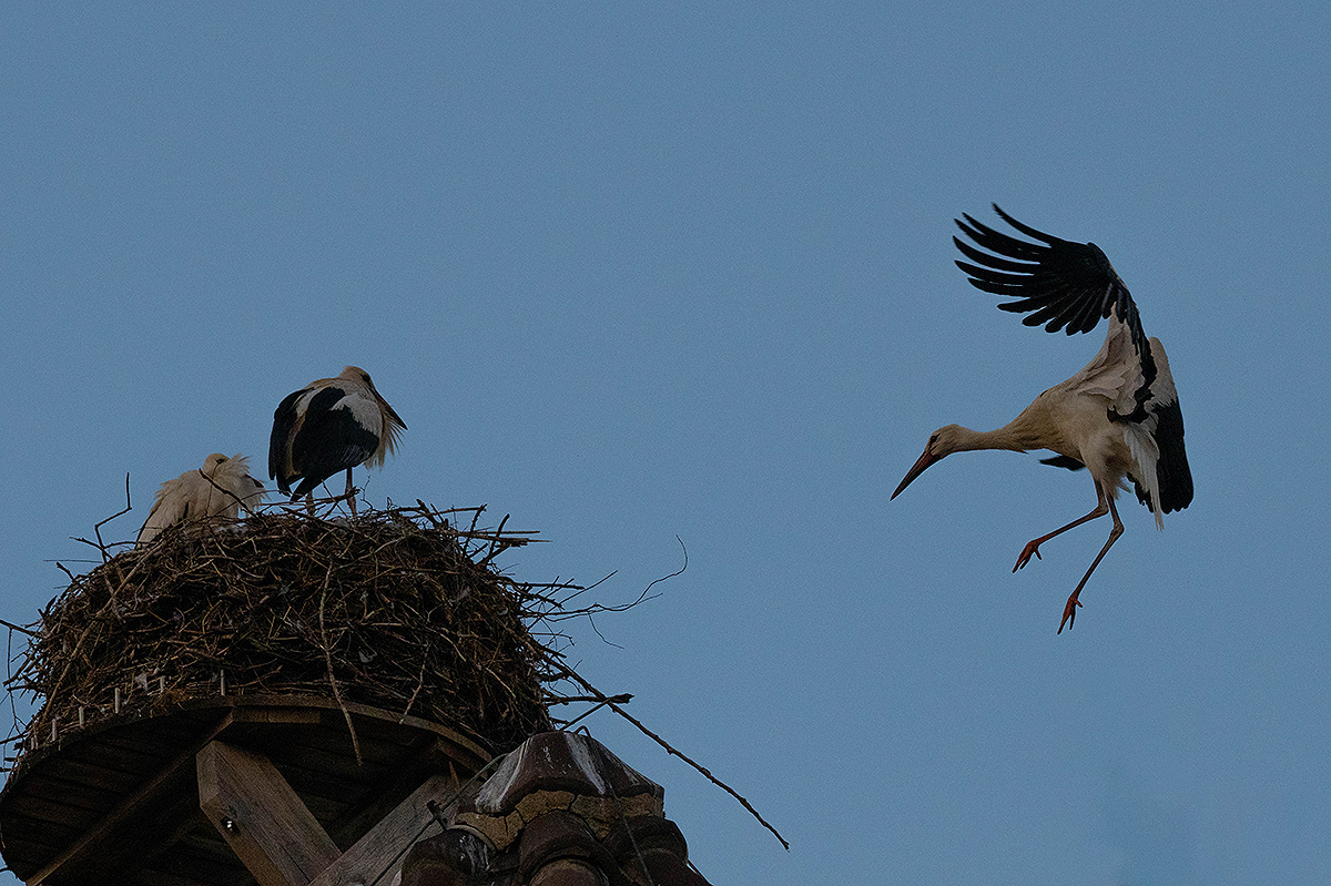 DSC_1106k.jpg