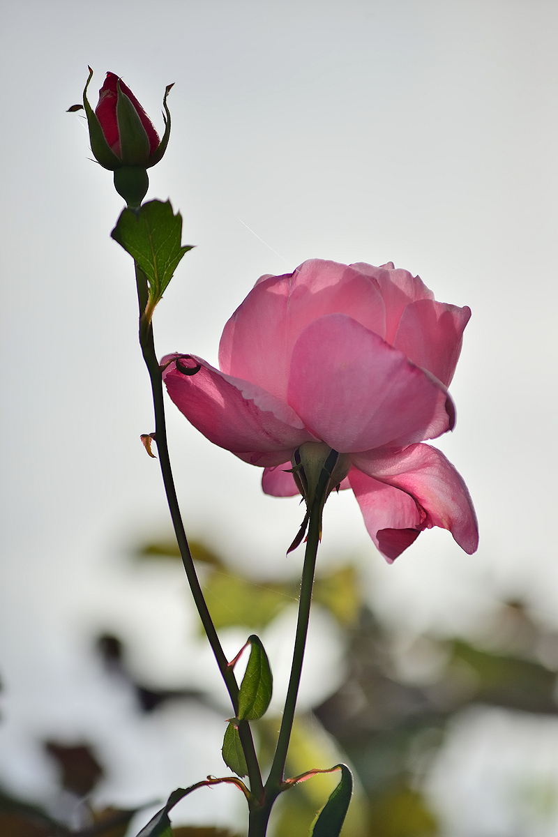 DSC_11095.jpg