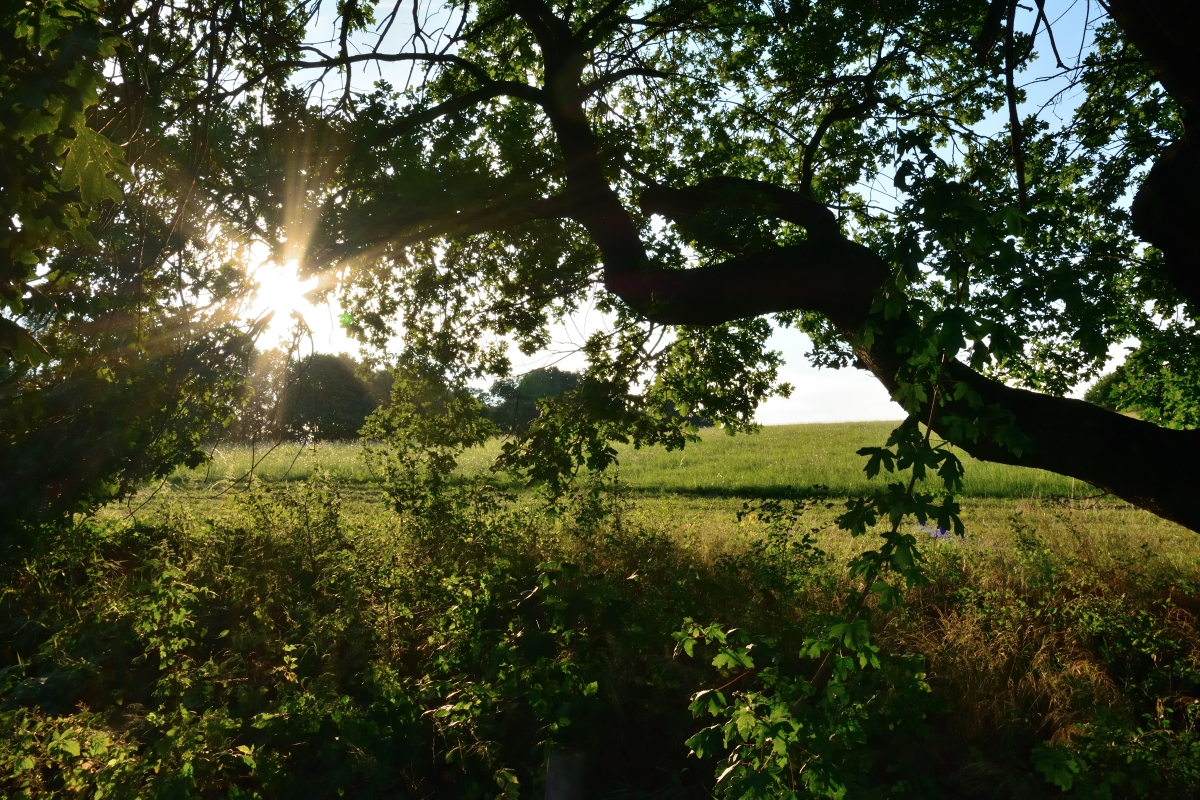 DSC_1120_00065n.jpg