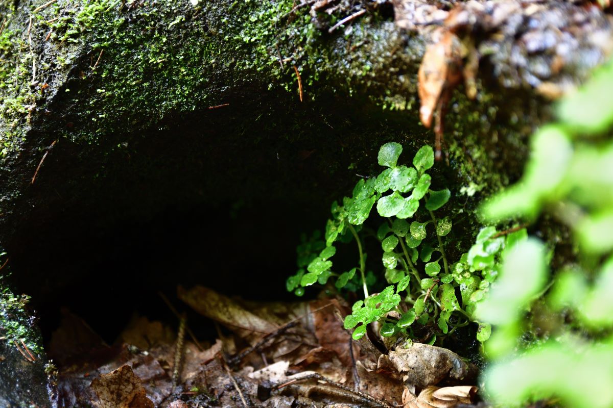 DSC_1125_00001_02n.jpg