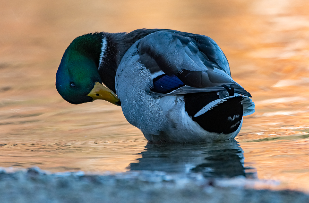 DSC_1170.jpg