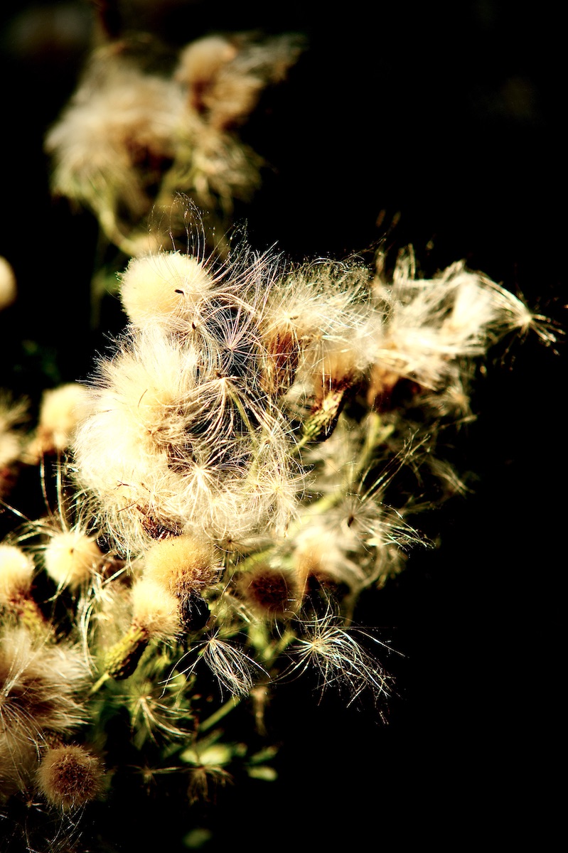 DSC_1185.jpeg