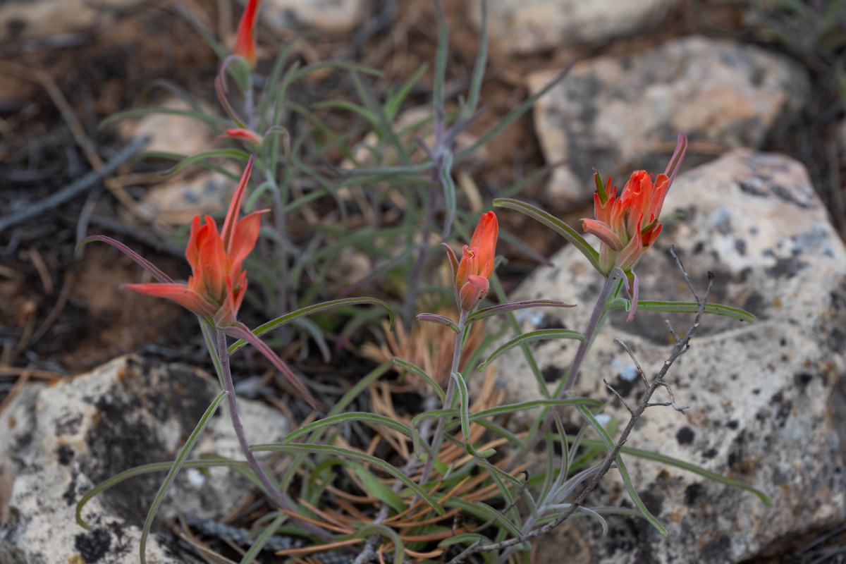 DSC_1204.jpg