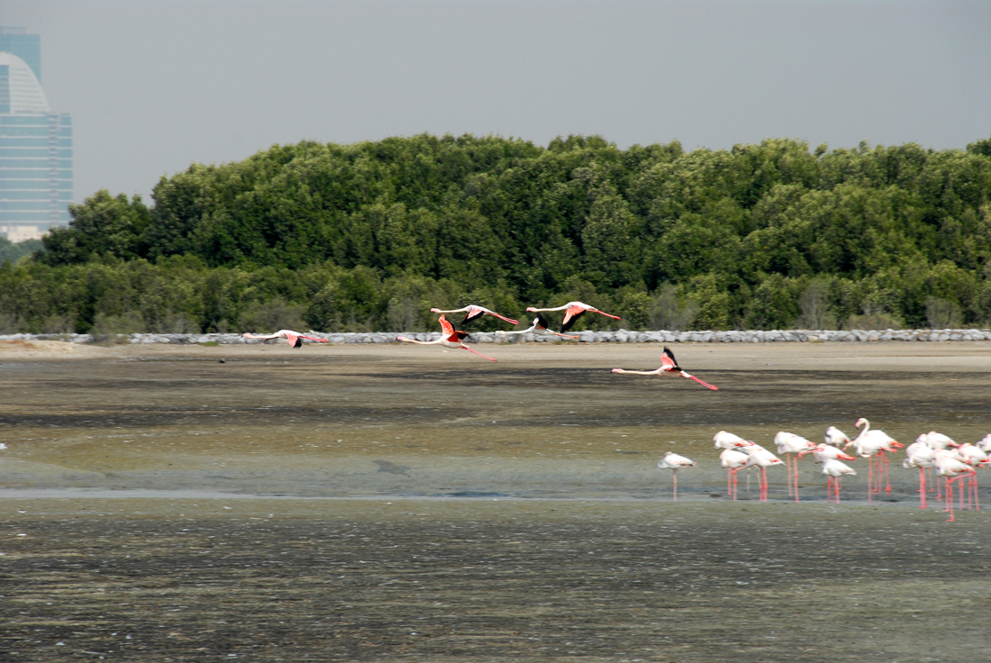 DSC_1237.jpg