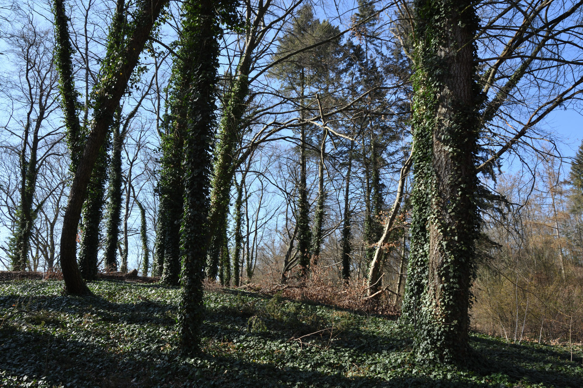 DSC_1256.JPG