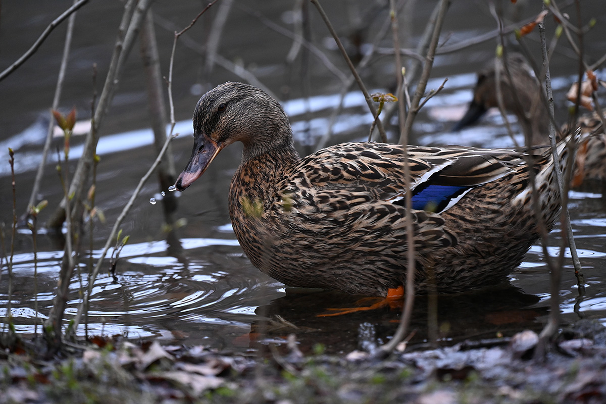 DSC_1279.JPG