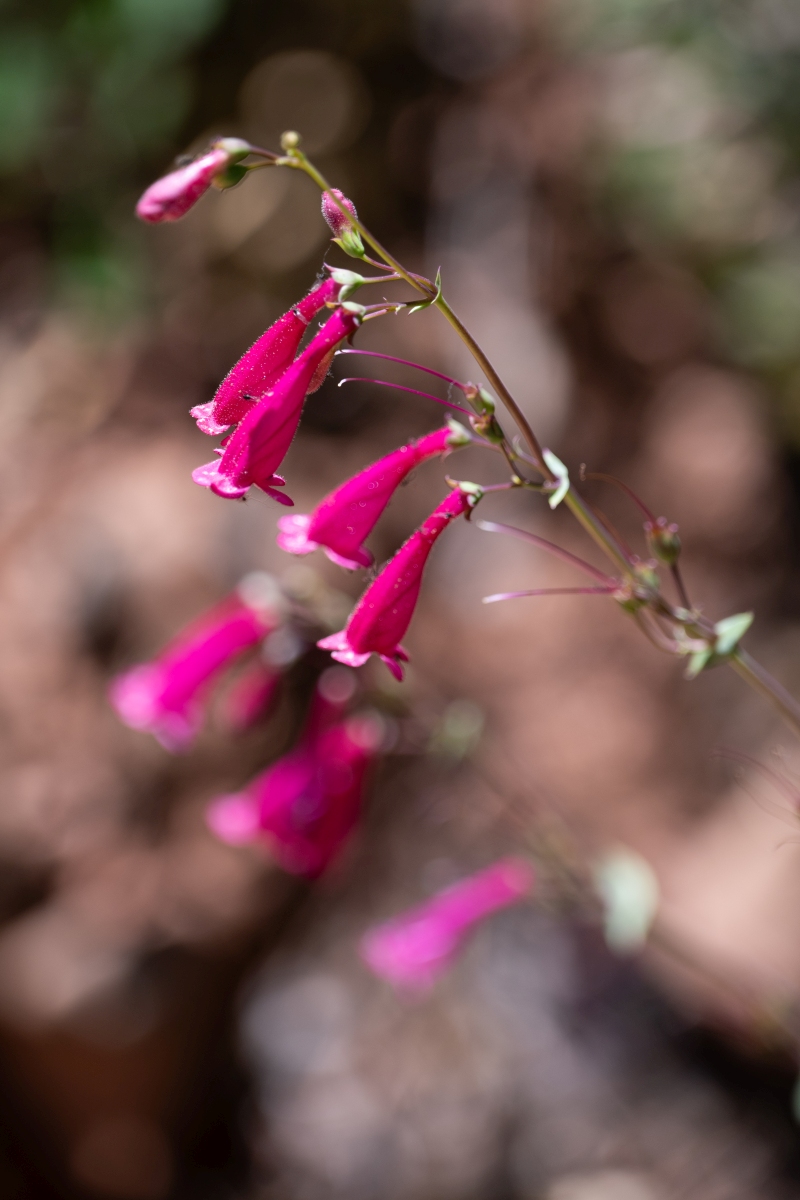 DSC_1377.jpg