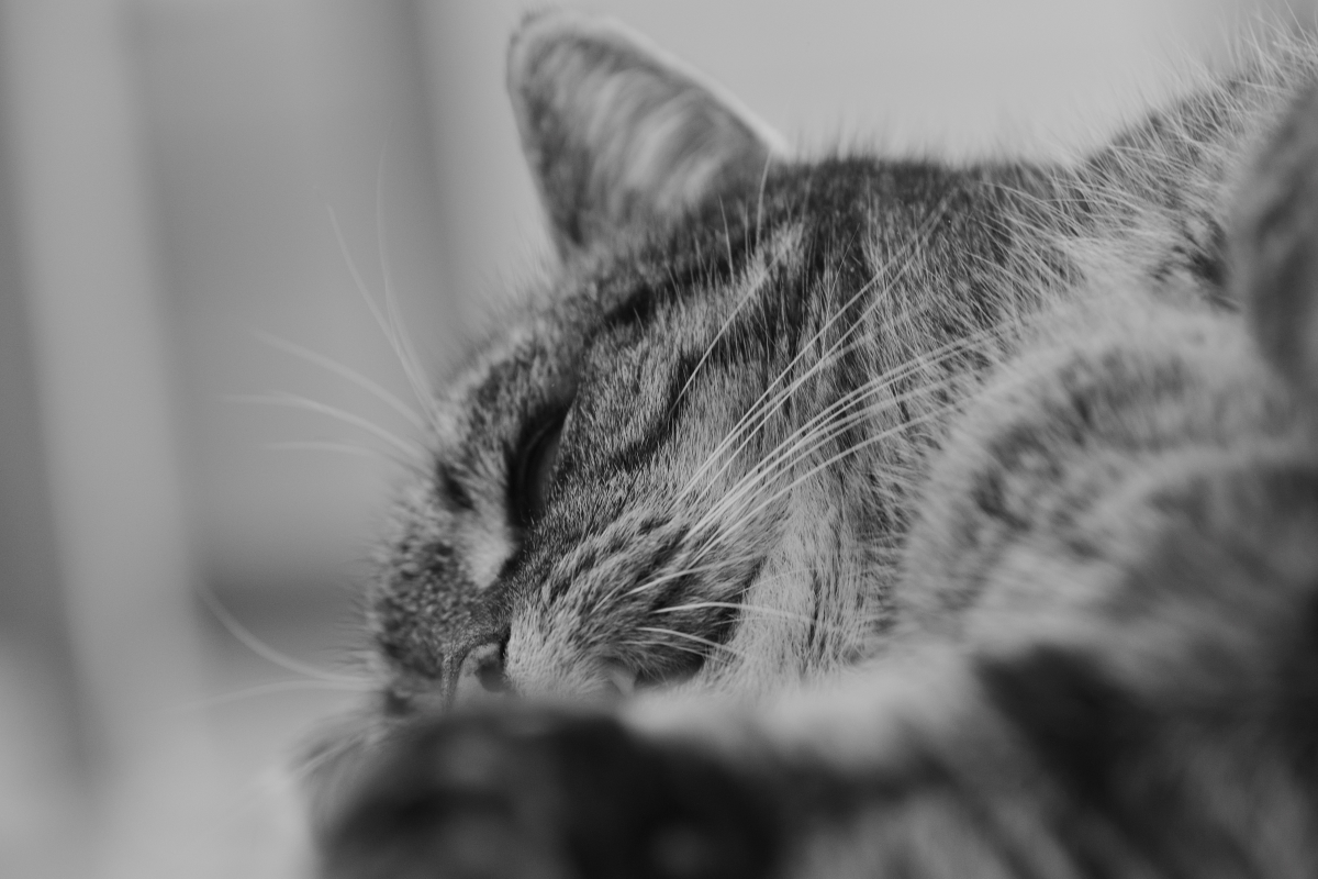 DSC_1414_00001_03n.jpg