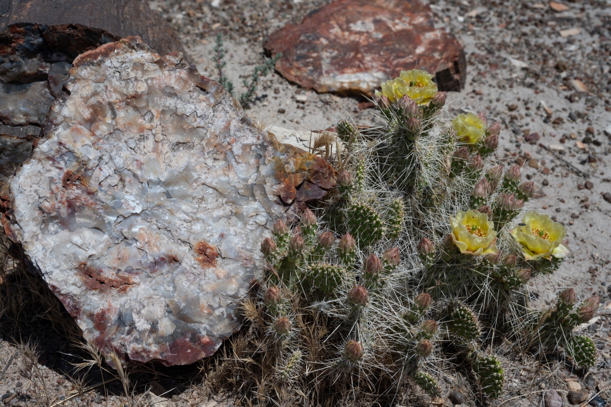 DSC_1431.jpg