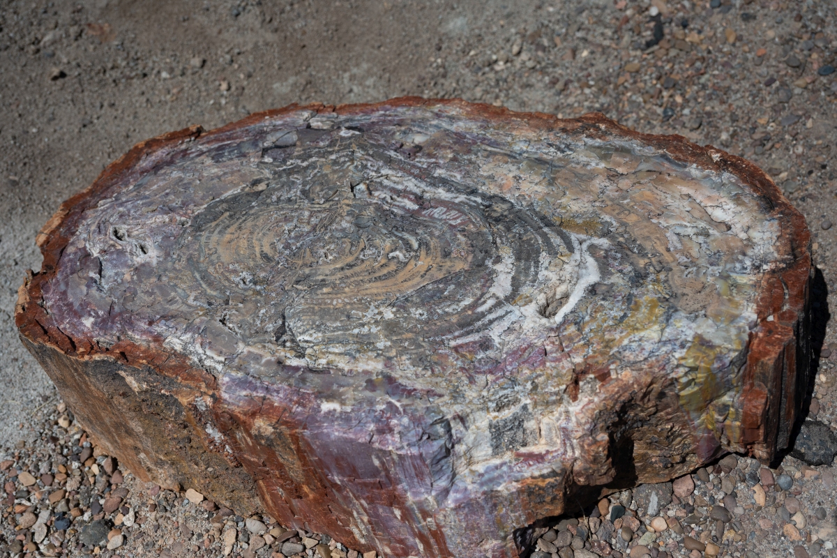 DSC_1433.jpg