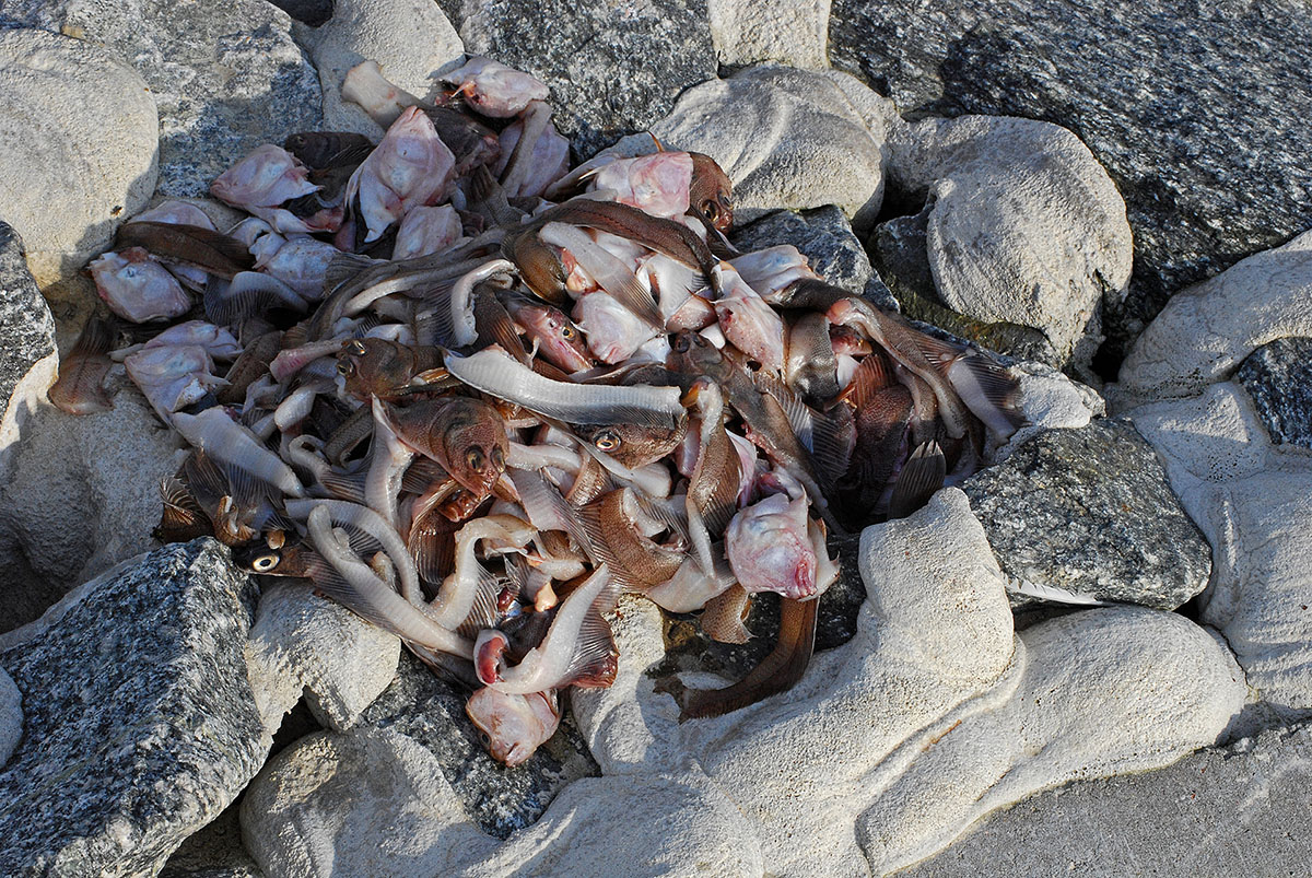 DSC_1443Kxl.jpg