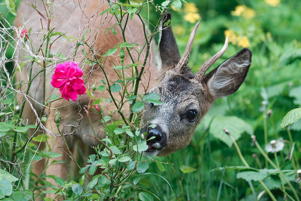 DSC_1459_DxO.jpg