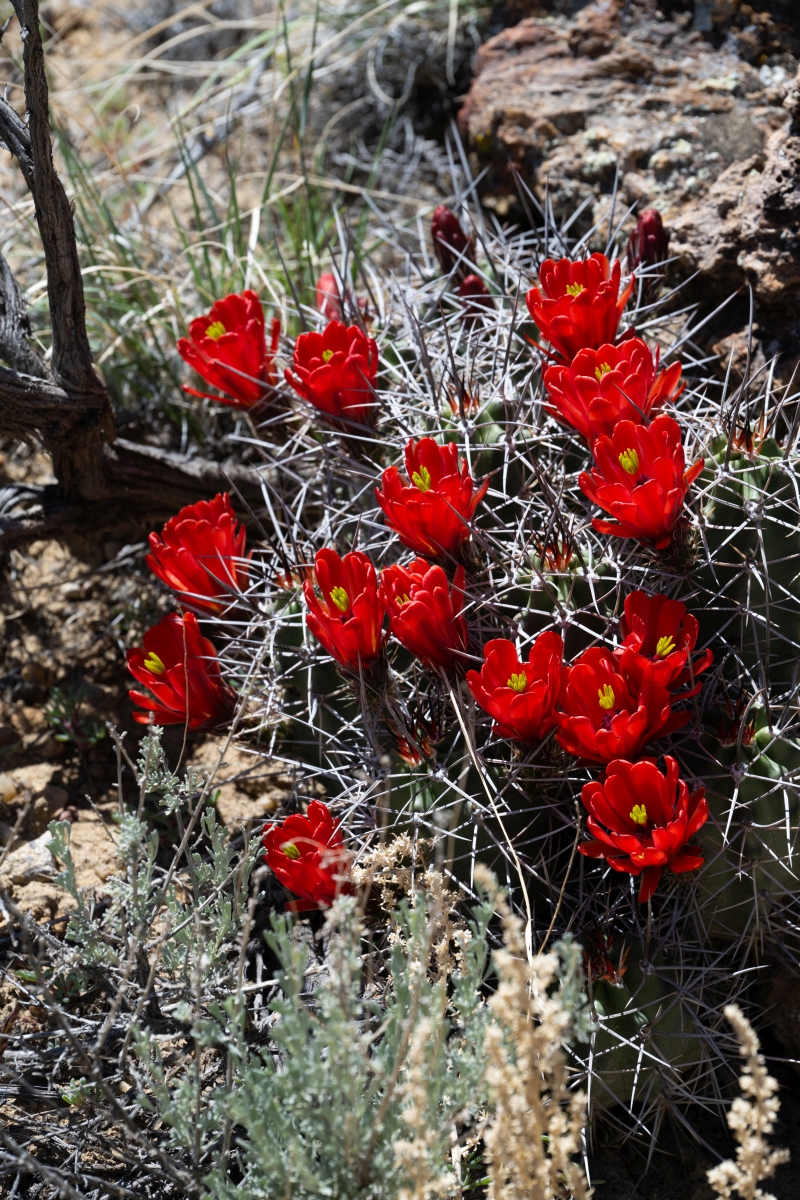 DSC_1488.jpg