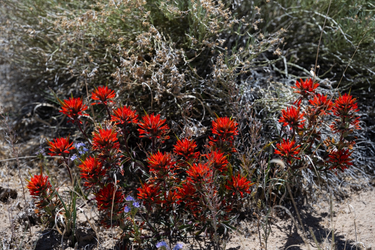 DSC_1492.jpg