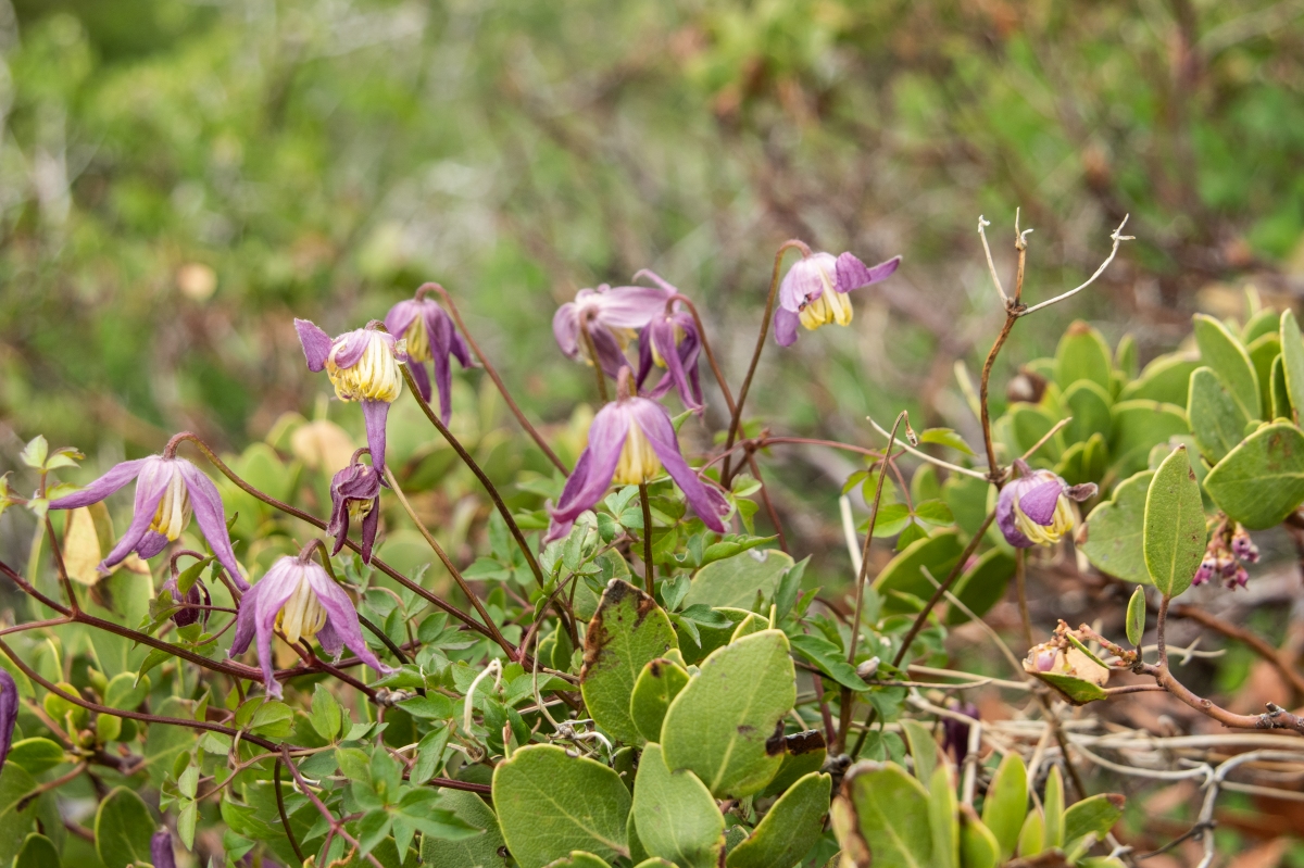 DSC_1511.jpg