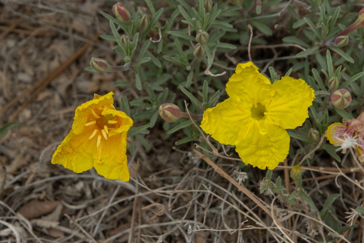 DSC_1536.jpg