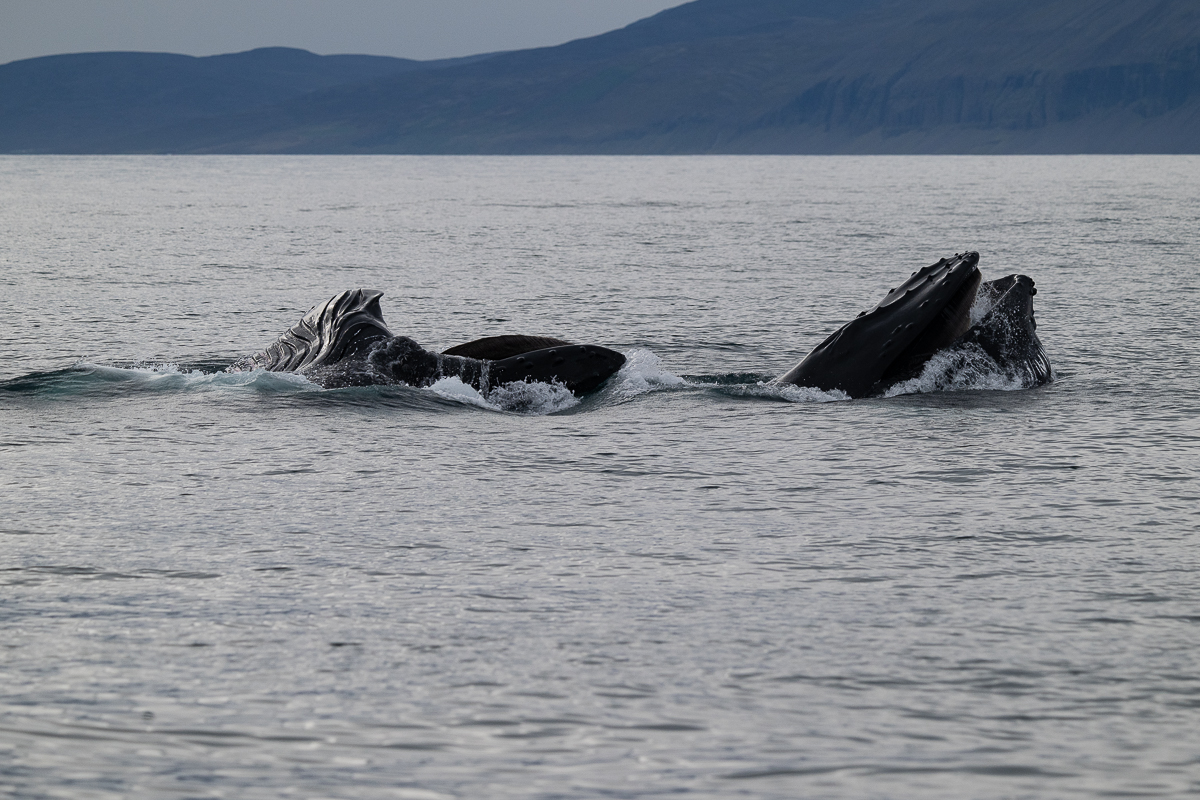 DSC_1556.jpg