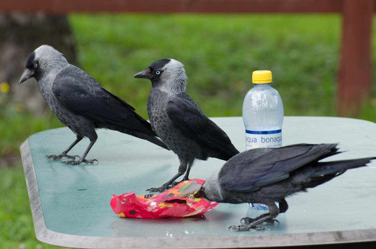 DSC_1562.jpg