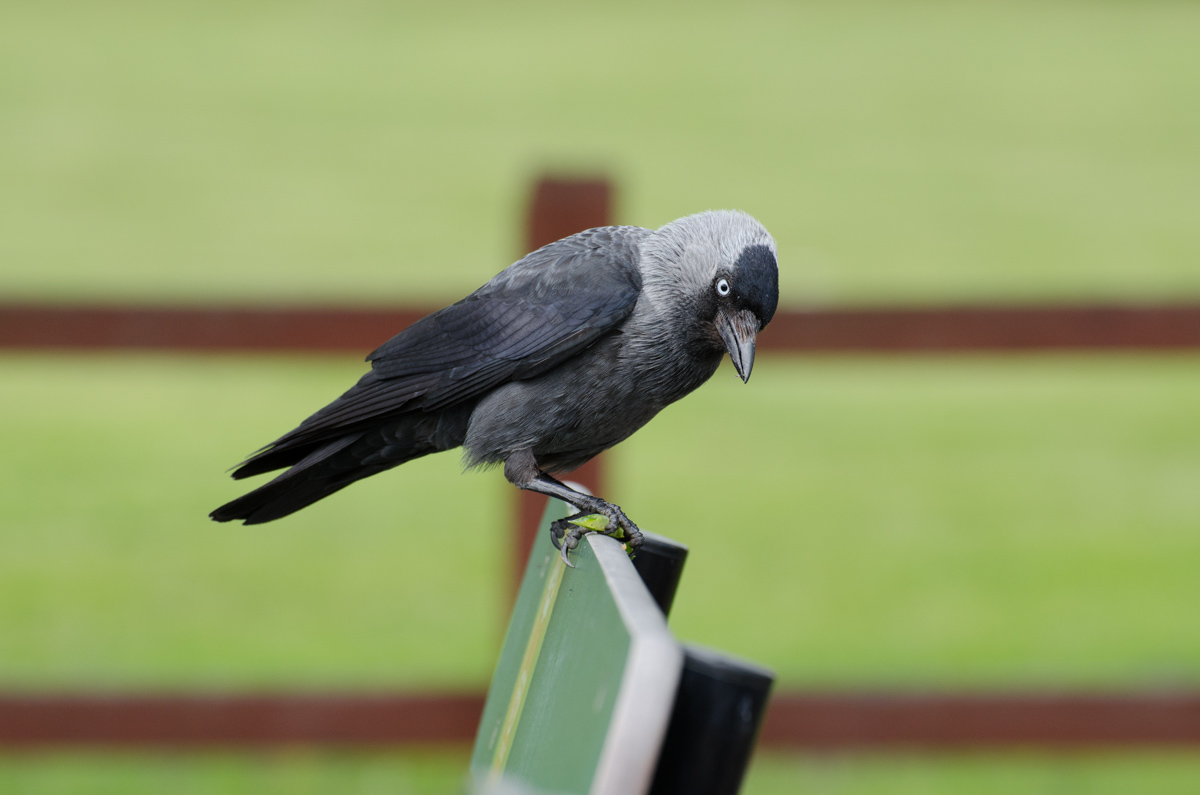 DSC_1566.jpg