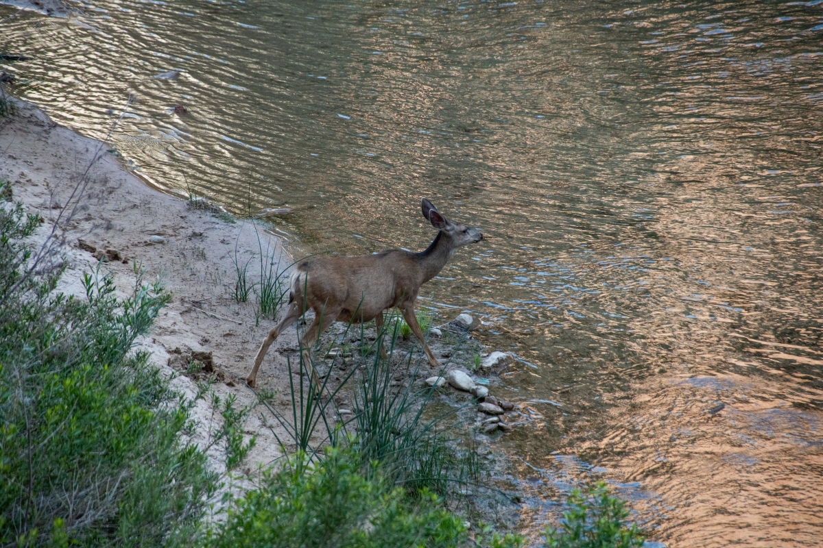 DSC_1619.jpg