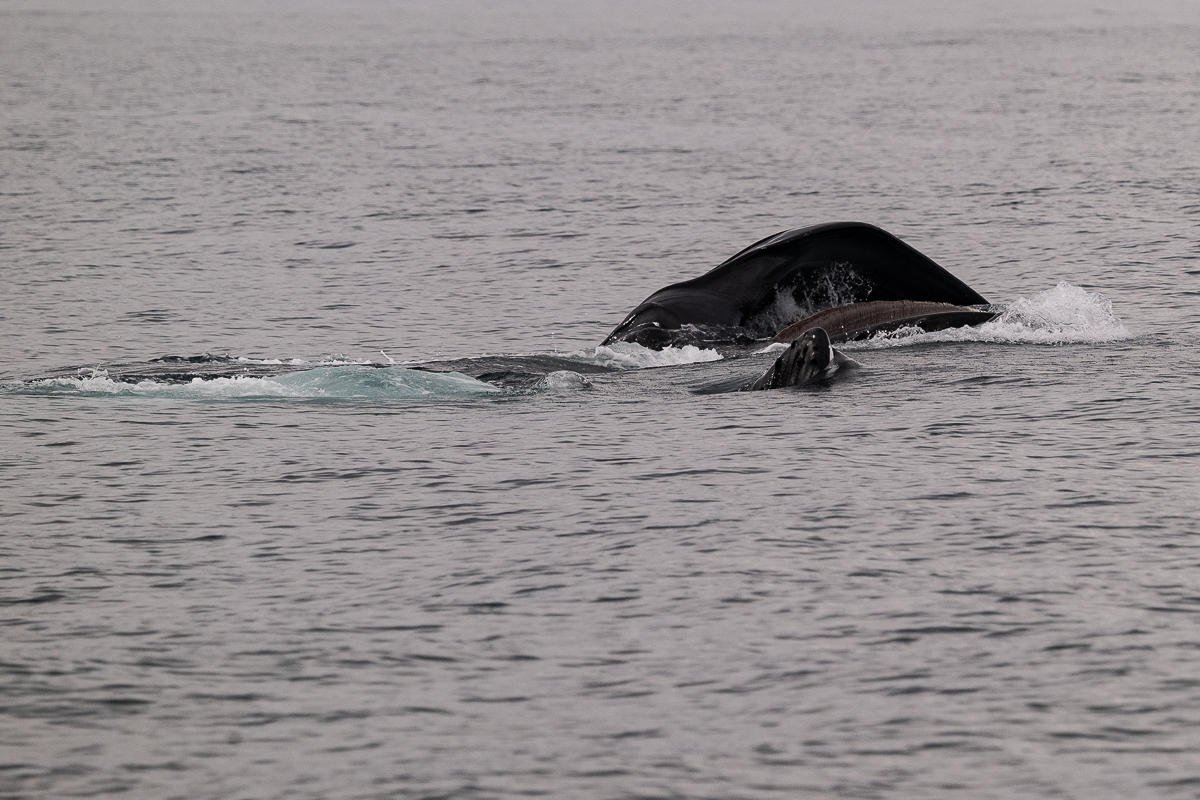 DSC_1641.jpg