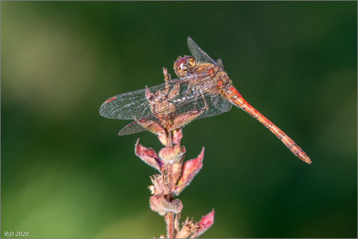 DSC_1646-2.jpg