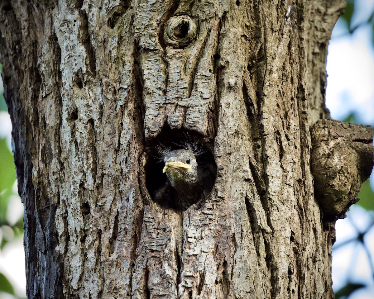 DSC_1749.jpeg