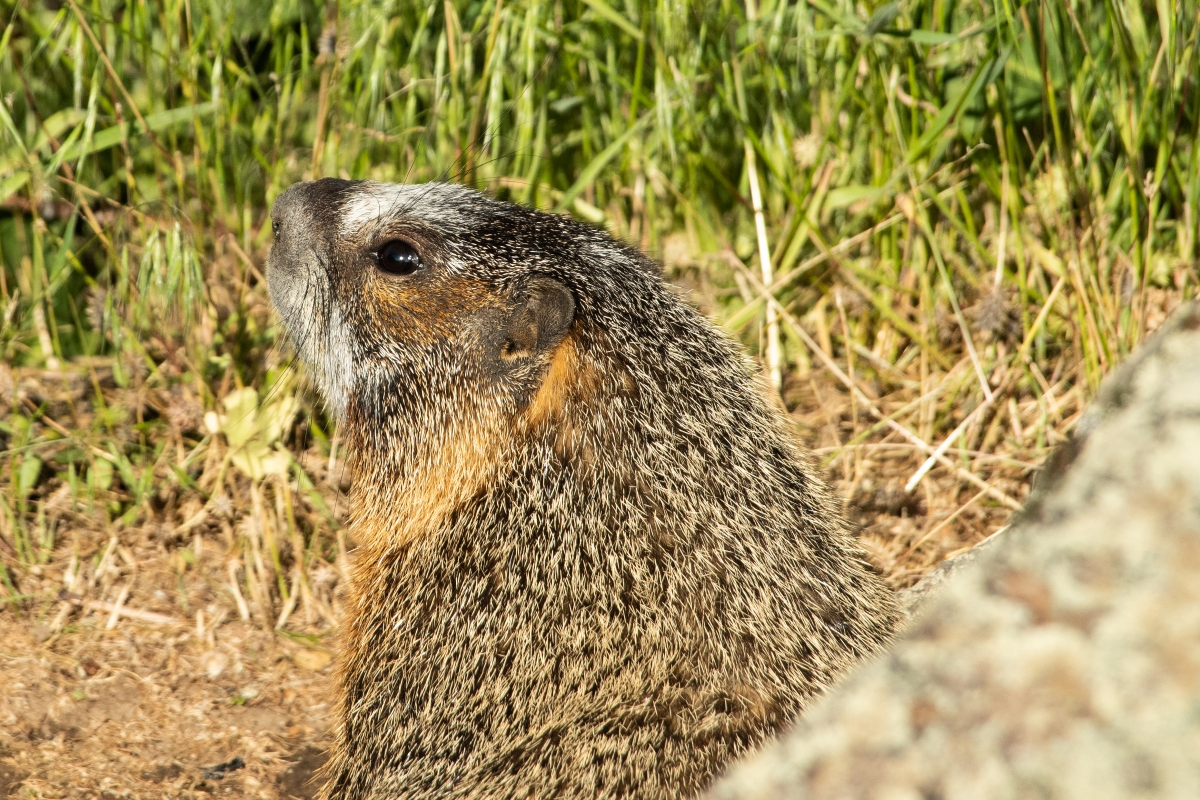 DSC_1765.jpg