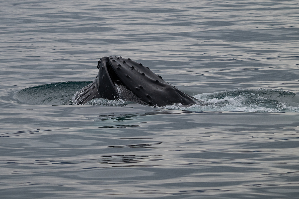 DSC_1774.jpg