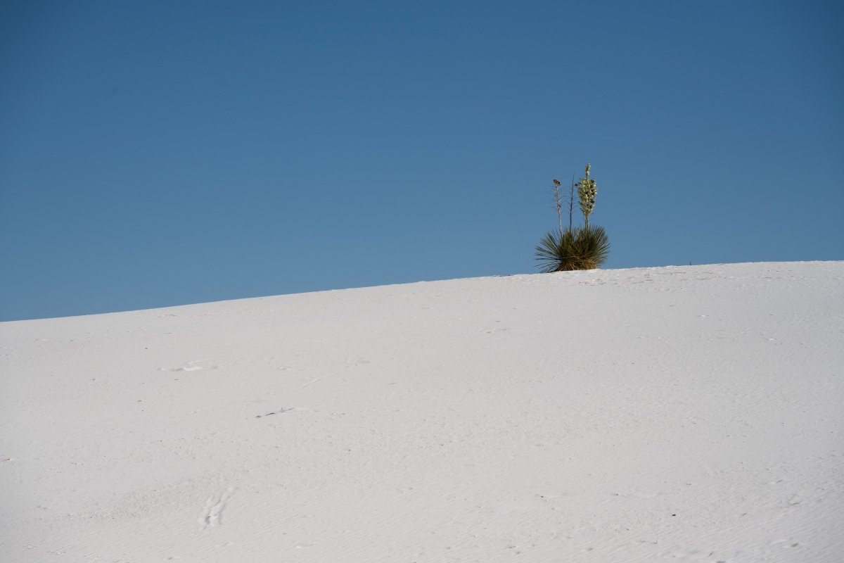 DSC_1787.jpg