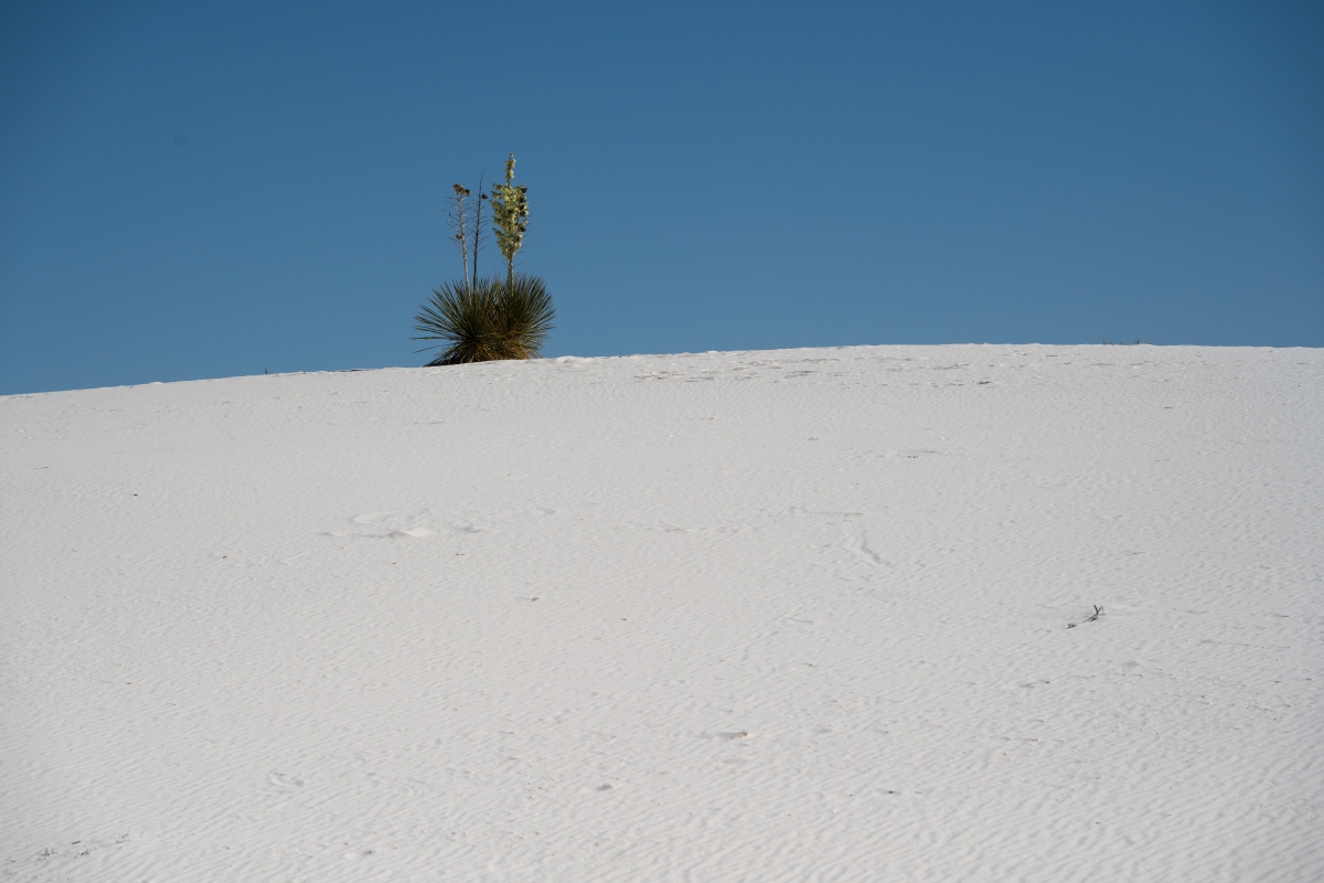 DSC_1790.jpg