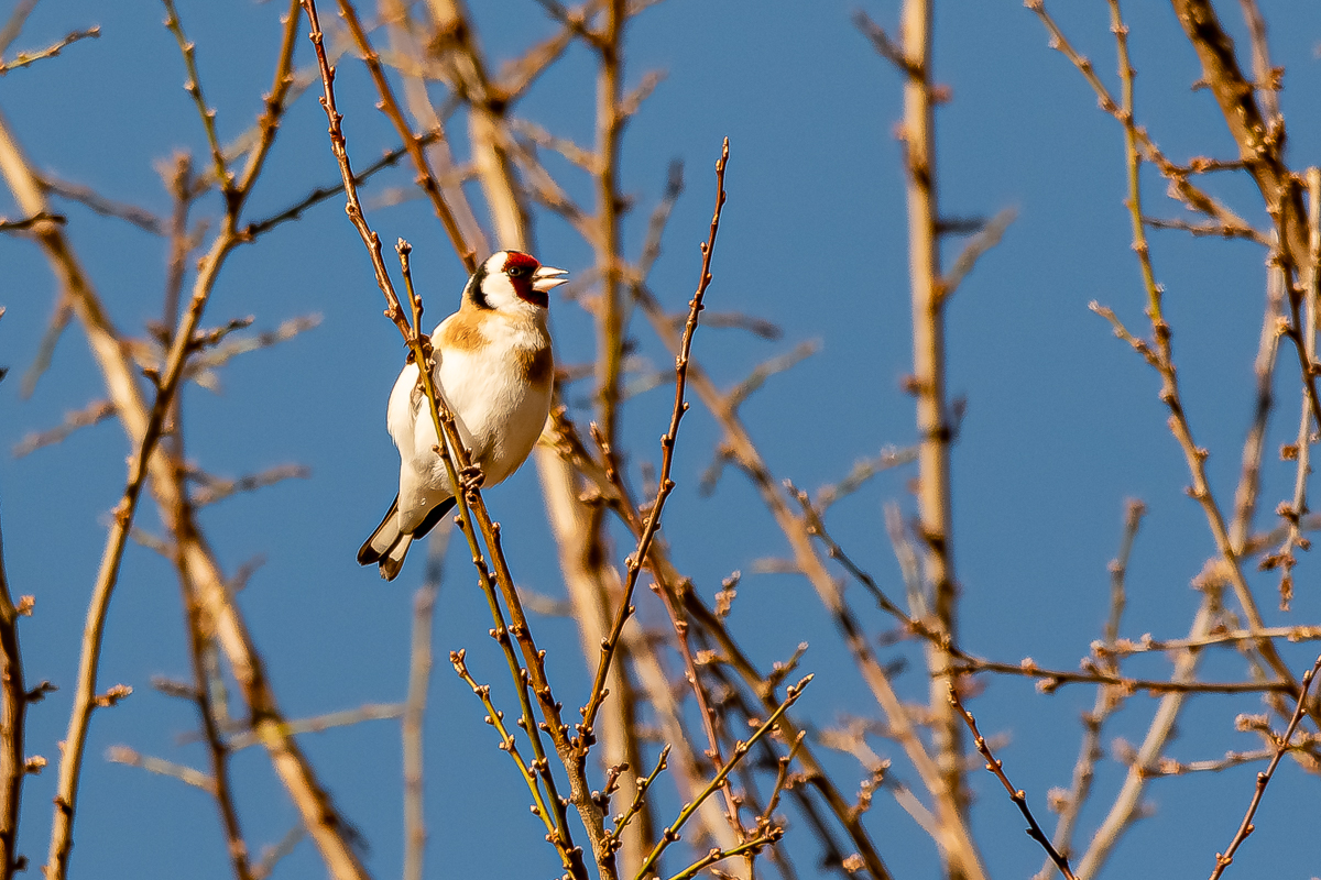 DSC_1799-2.jpg