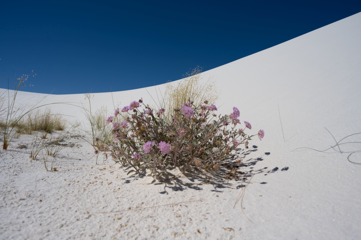 DSC_1805.jpg