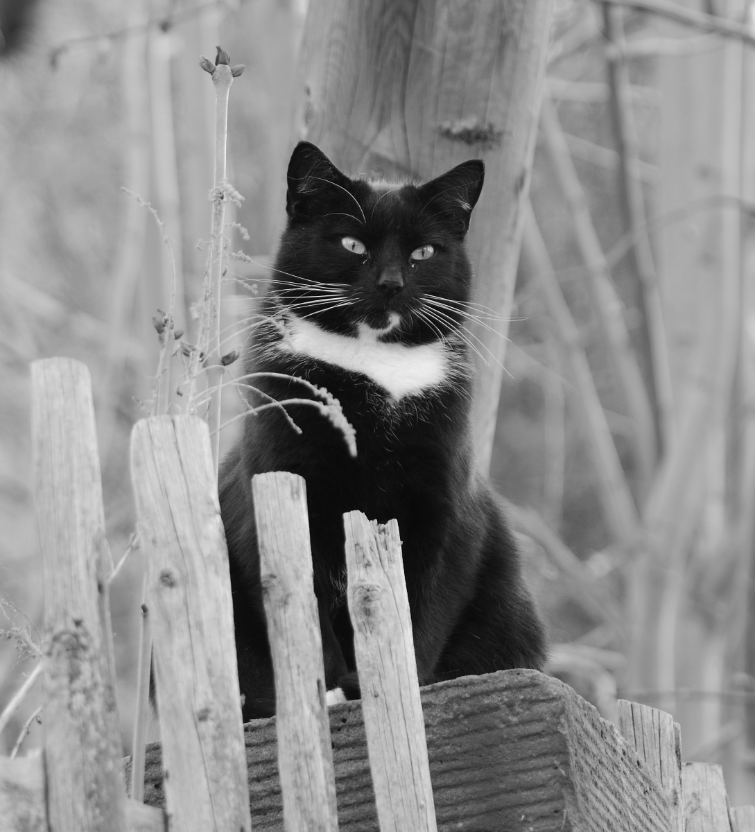 DSC_1823_00001_02n.jpg
