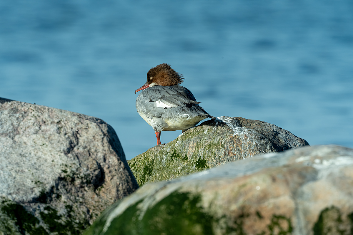 DSC_1842.jpg