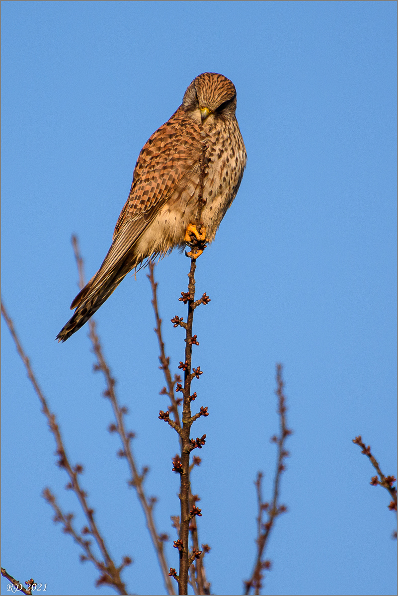 DSC_1851.jpg