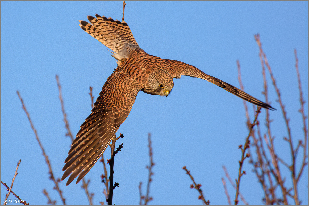 DSC_1853-Bearbeitet.jpg