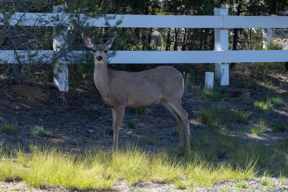 DSC_1860.jpg